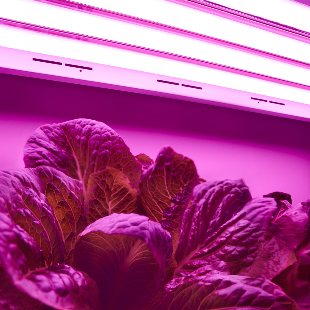 Toggled Grow LED light product photography